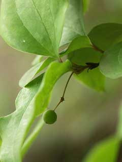 Çin Saparnası