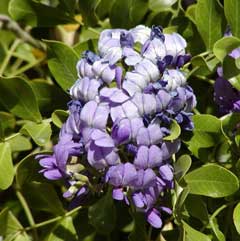 Secundiflora Sophora