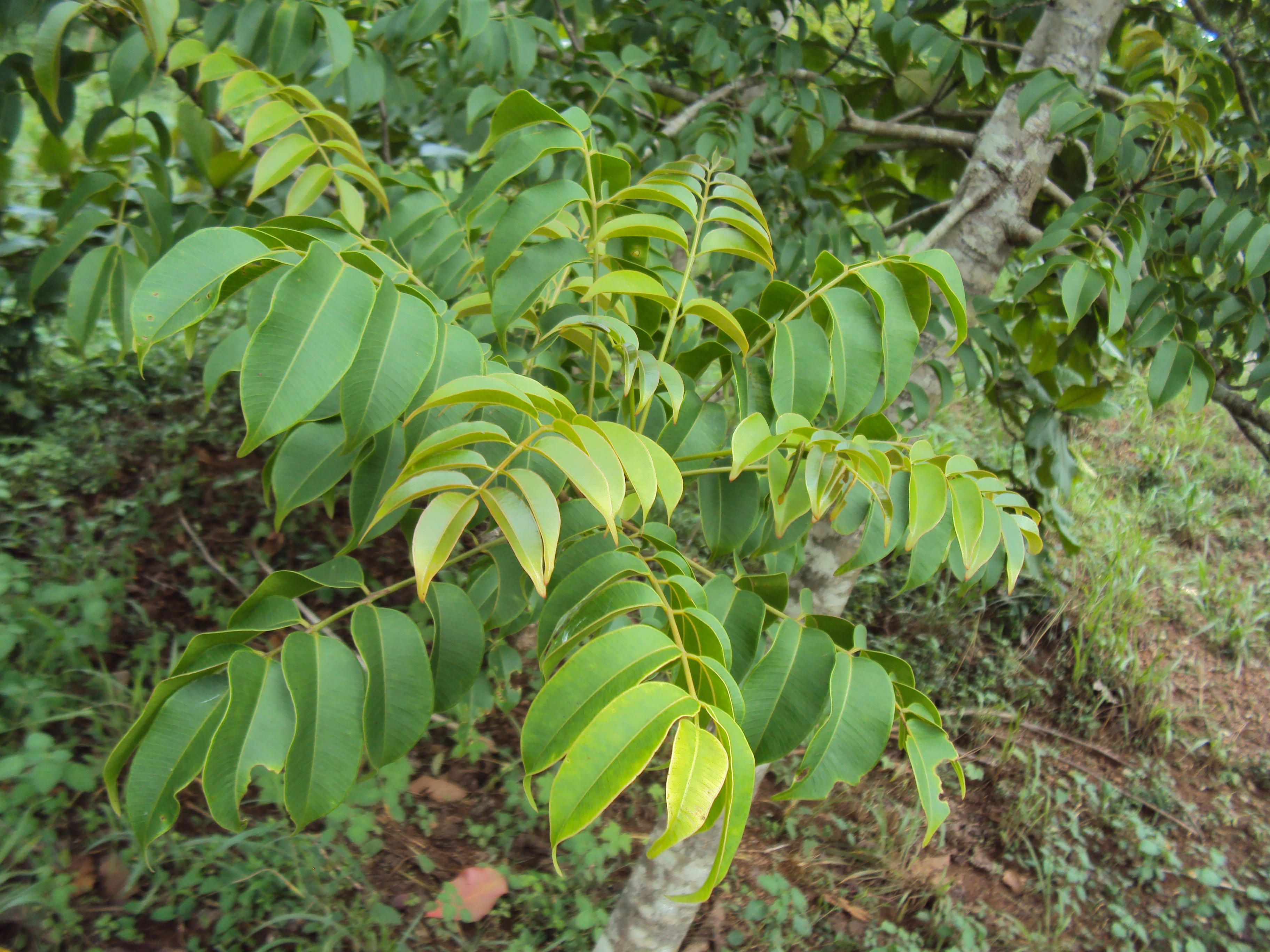 Pinnata Spondias