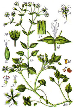 Kuş Otu