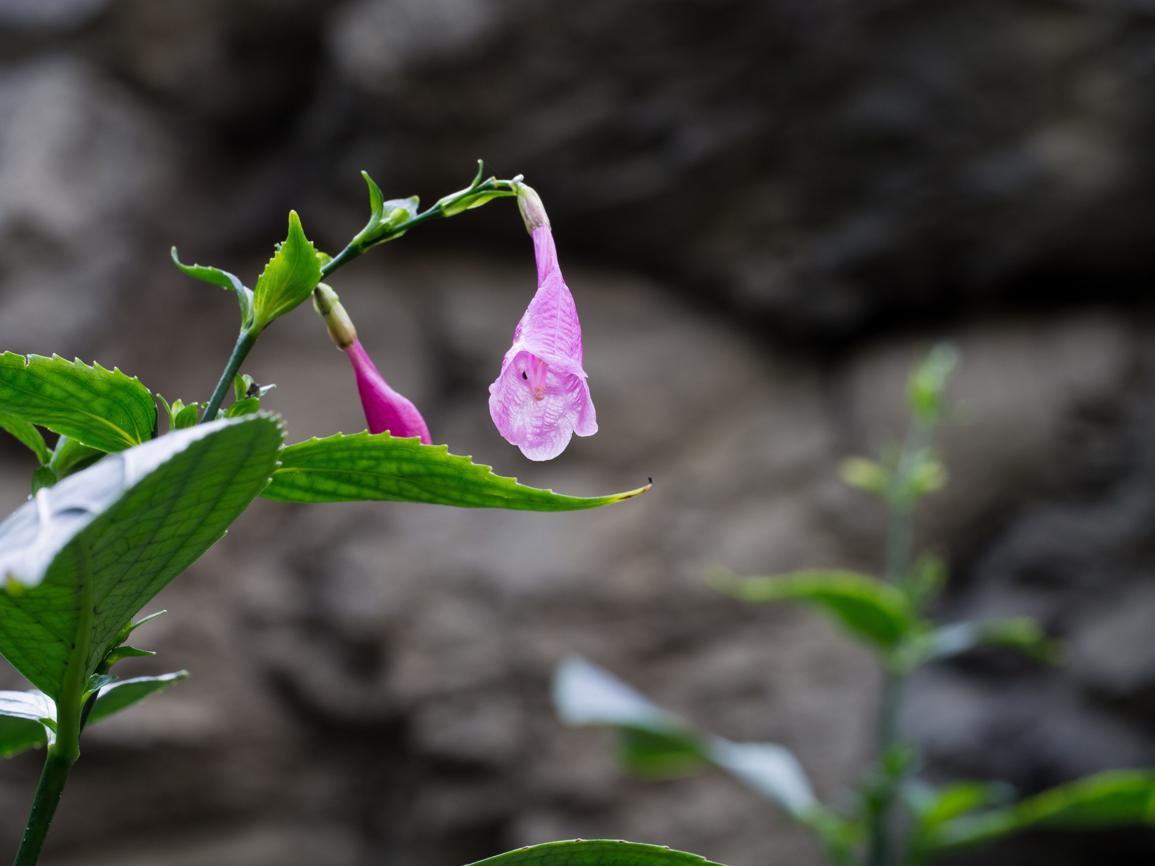 Strobilanthes (Ayıpençesigil)