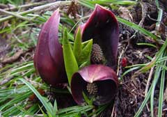 Skunk Cabbage