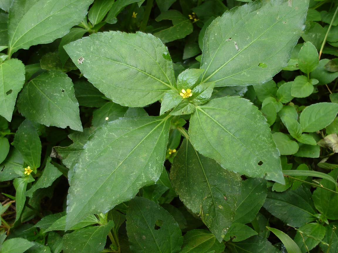 Synedrella (Papatyagil)