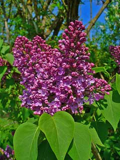 Lilac