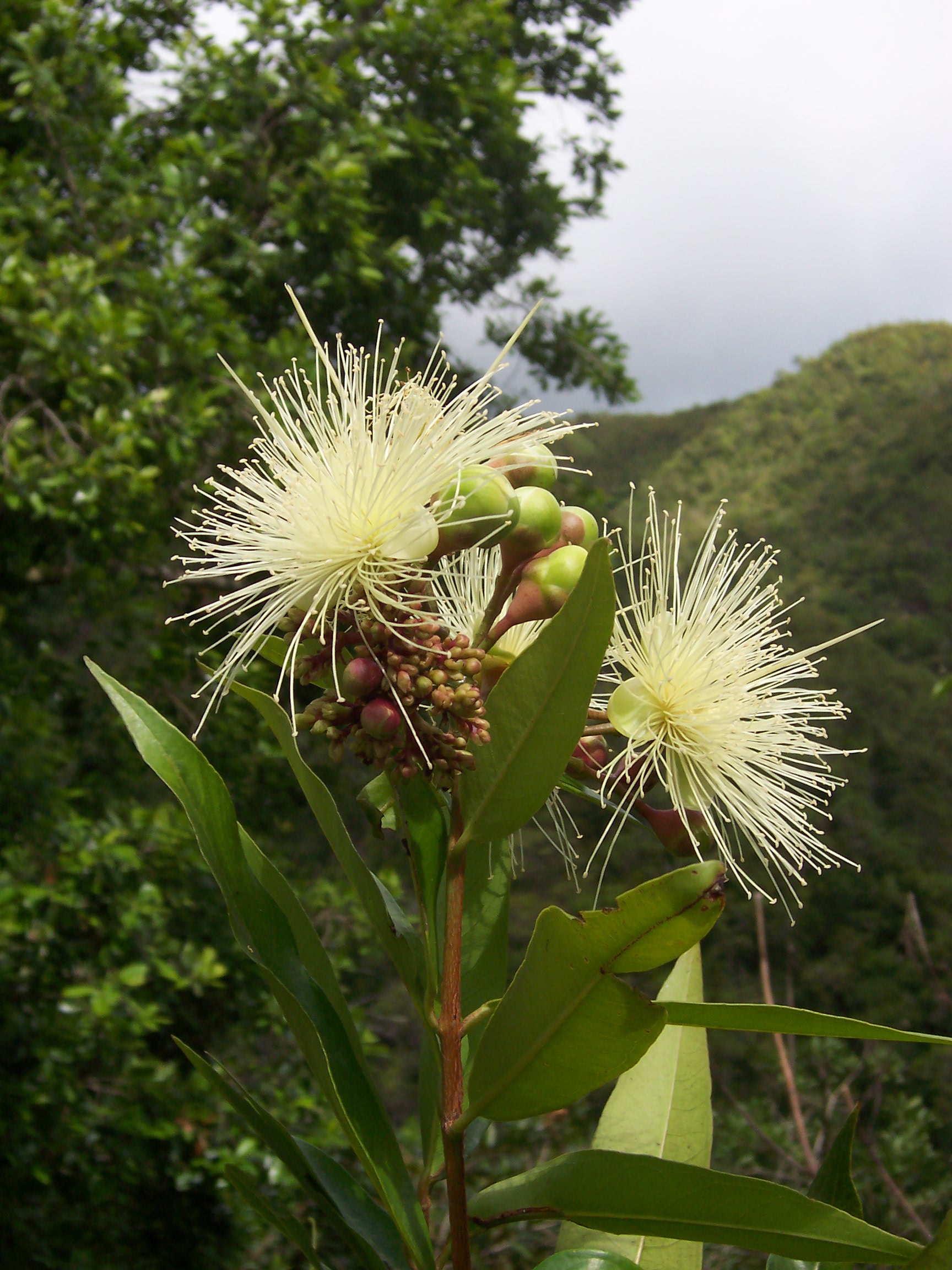 Jambos Syzygium