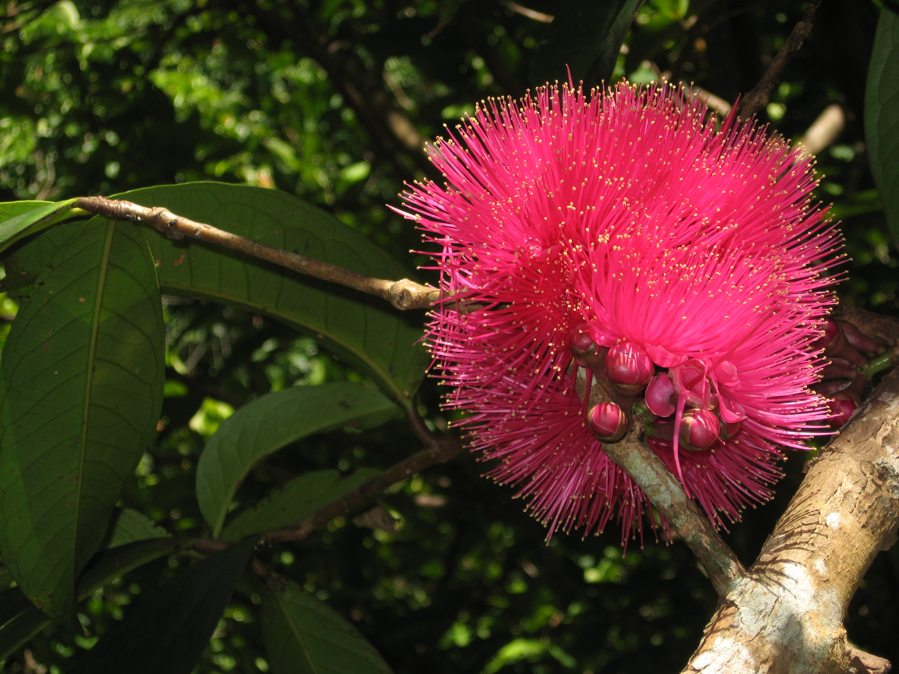 Malaccense Syzygium