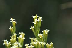 Yabani Marigold