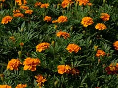 French Marigold