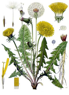 Karahindiba