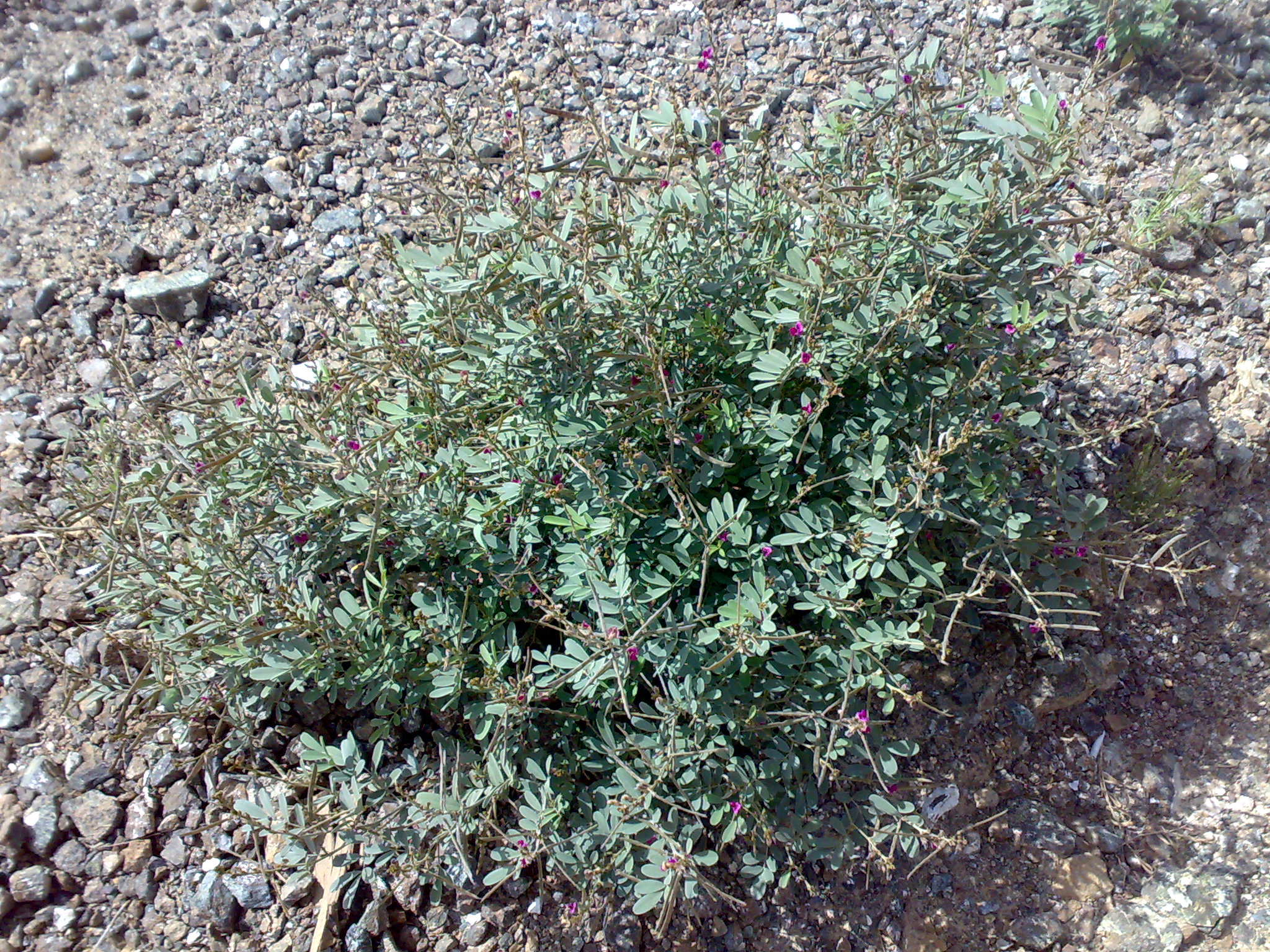 Purple Tephrosia