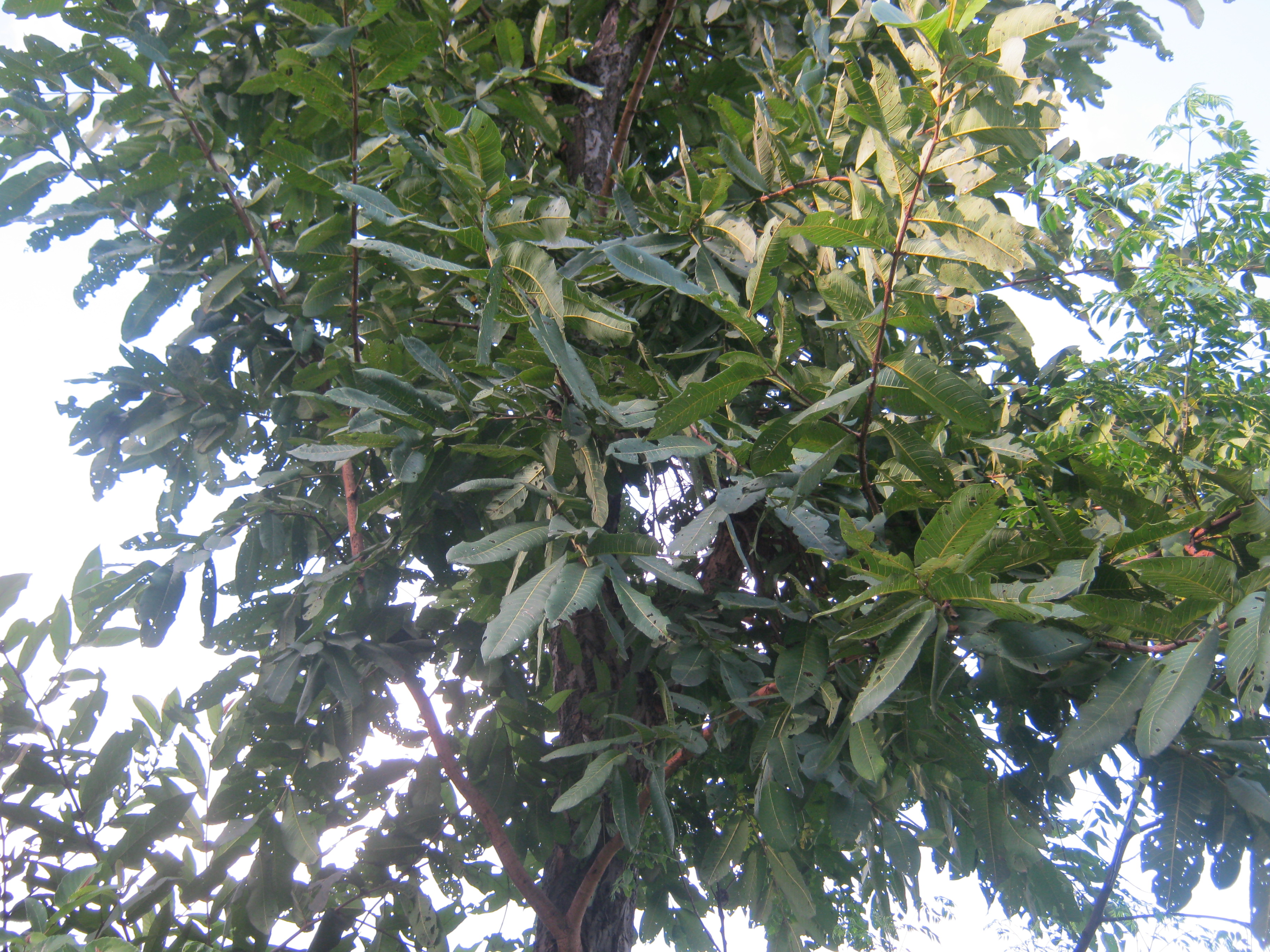 Alata Terminalia