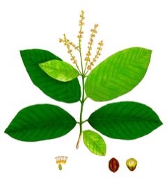 Hint Cevizi (Haritaki)