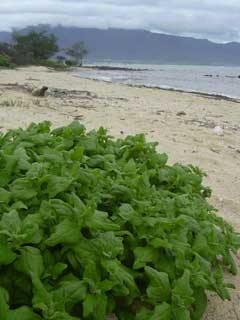 New Zealand Spinach