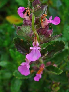 Wall Germander