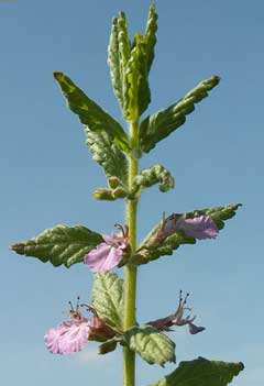 Su Germander