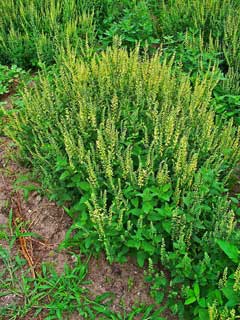 Germander