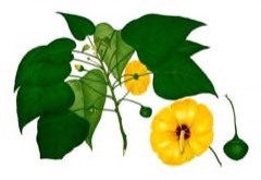 Hint tulip Ağacı