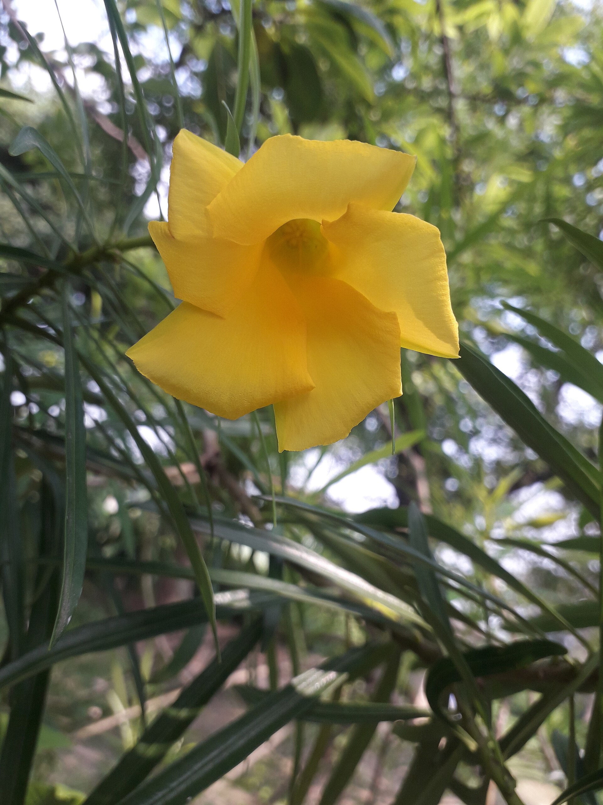 Peruvian Sarı Oleander