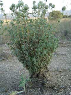 Mastichina Kekik