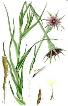 Salsify