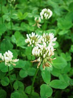 Repens Yonca