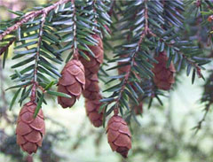 Doğu Hemlock