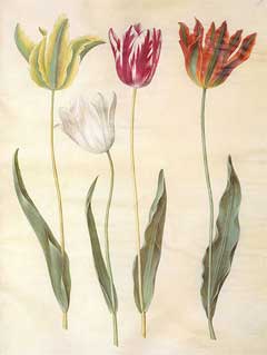 Tulip