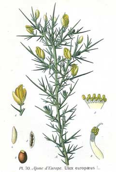 Gorse