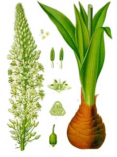 Avrupa Squill