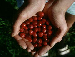Turna Yemişi (Cranberry)