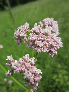 Kediotu (Valerian)