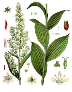 Beyaz Hellebore