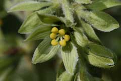 Amerikan Hellebore