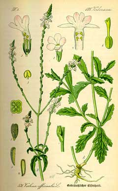 Mine Çiçeği (Vervain)