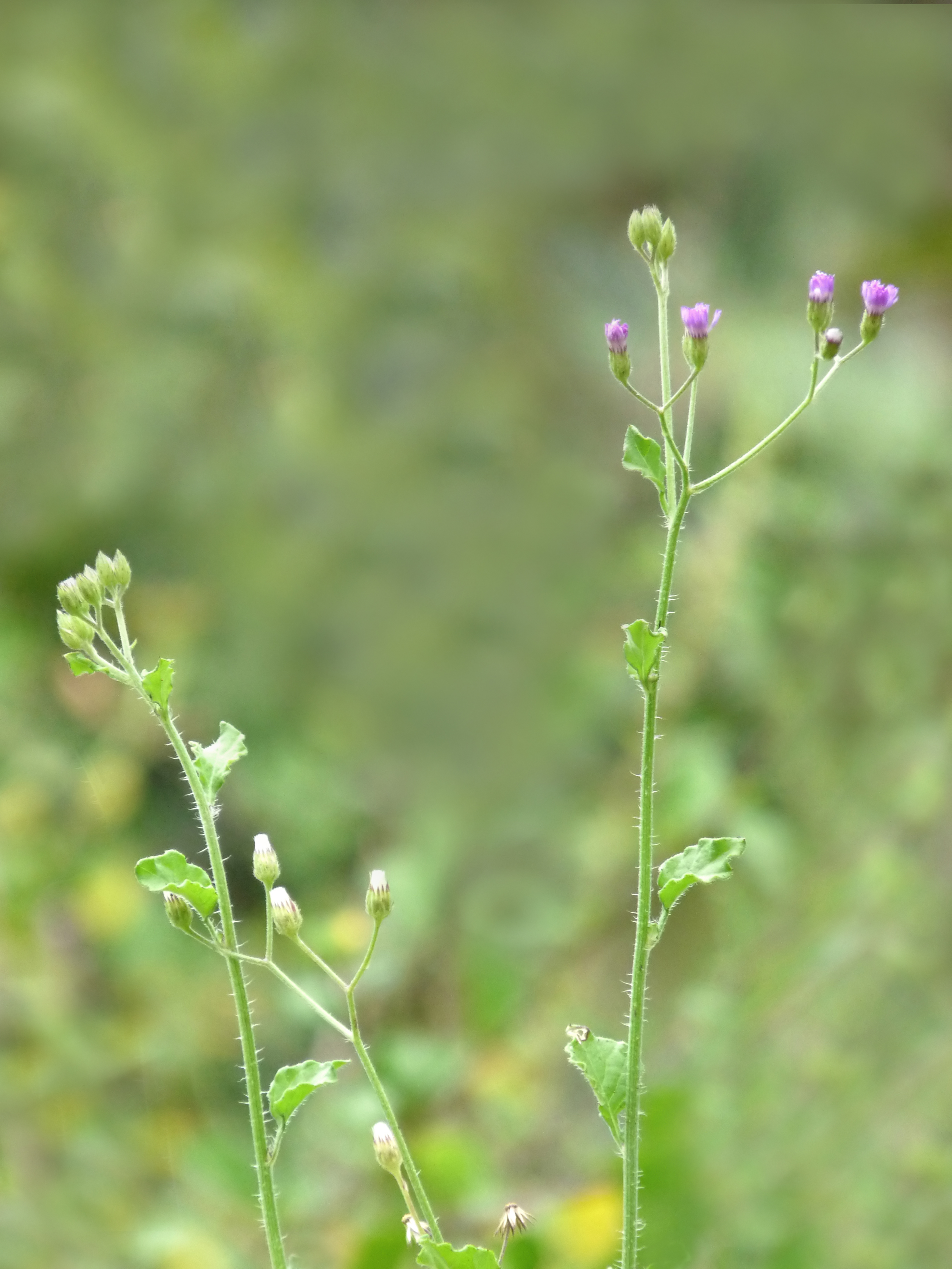Purple fleabane