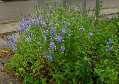 Yaygın Speedwell