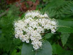 Cassinoides Gilaburu