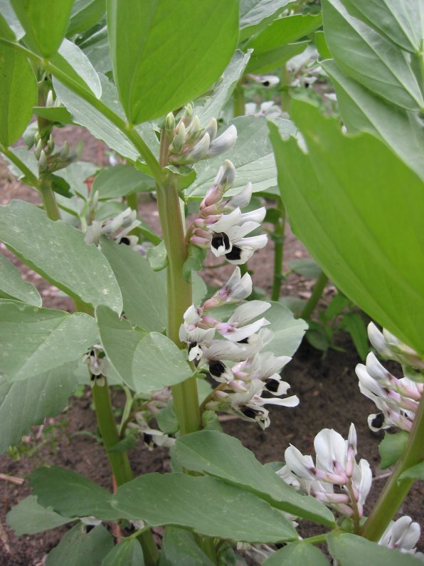 Broadbean