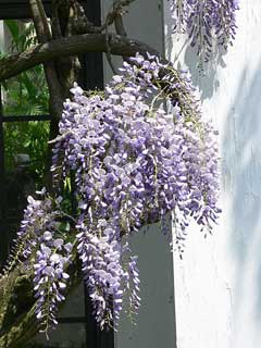 Wisteria (Baklagil)