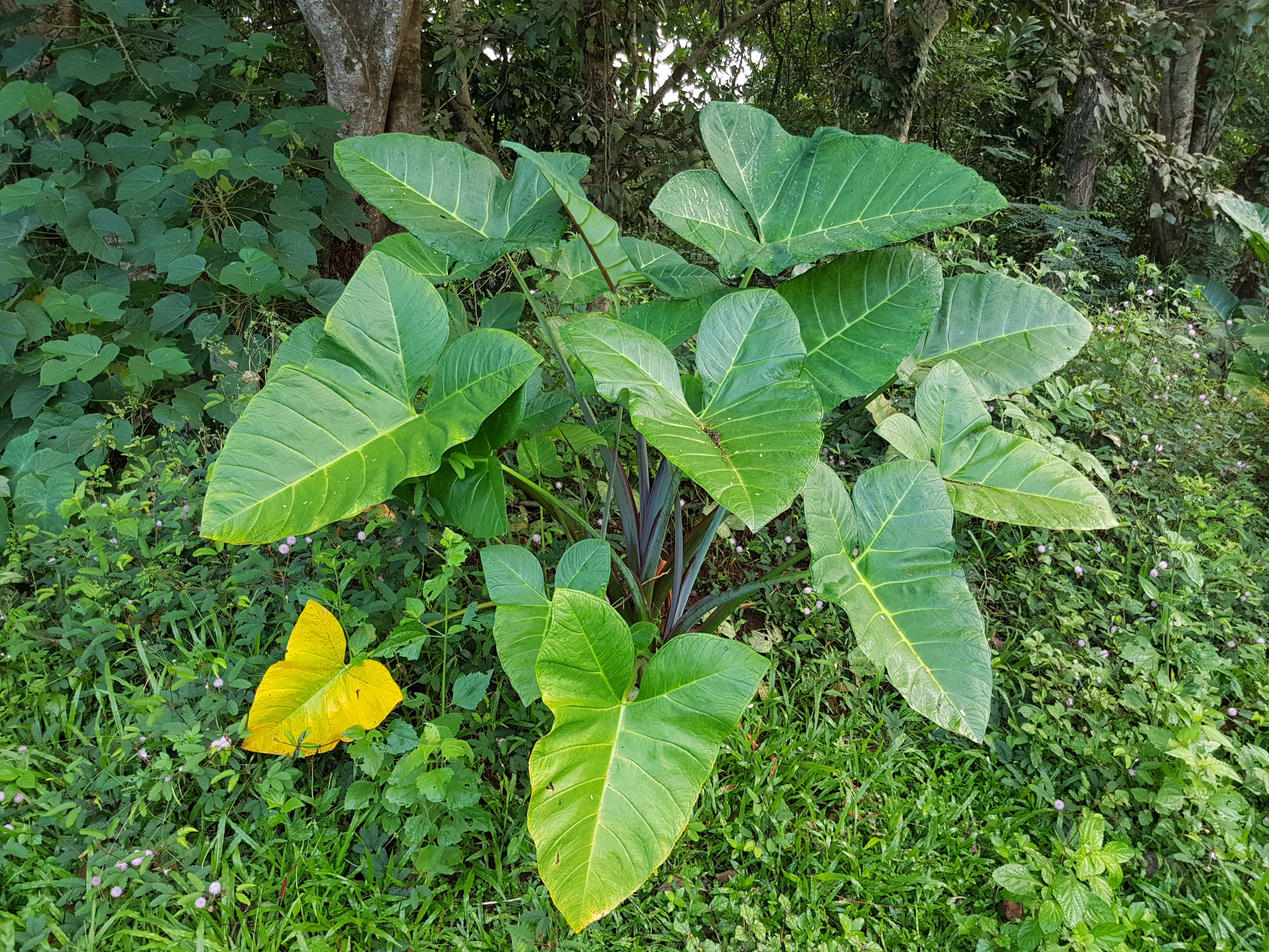 Malanga