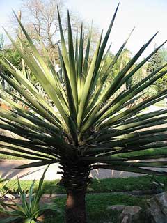 Spanish Bayonet