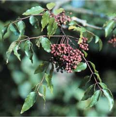Clava-herculis Dikenli Biber