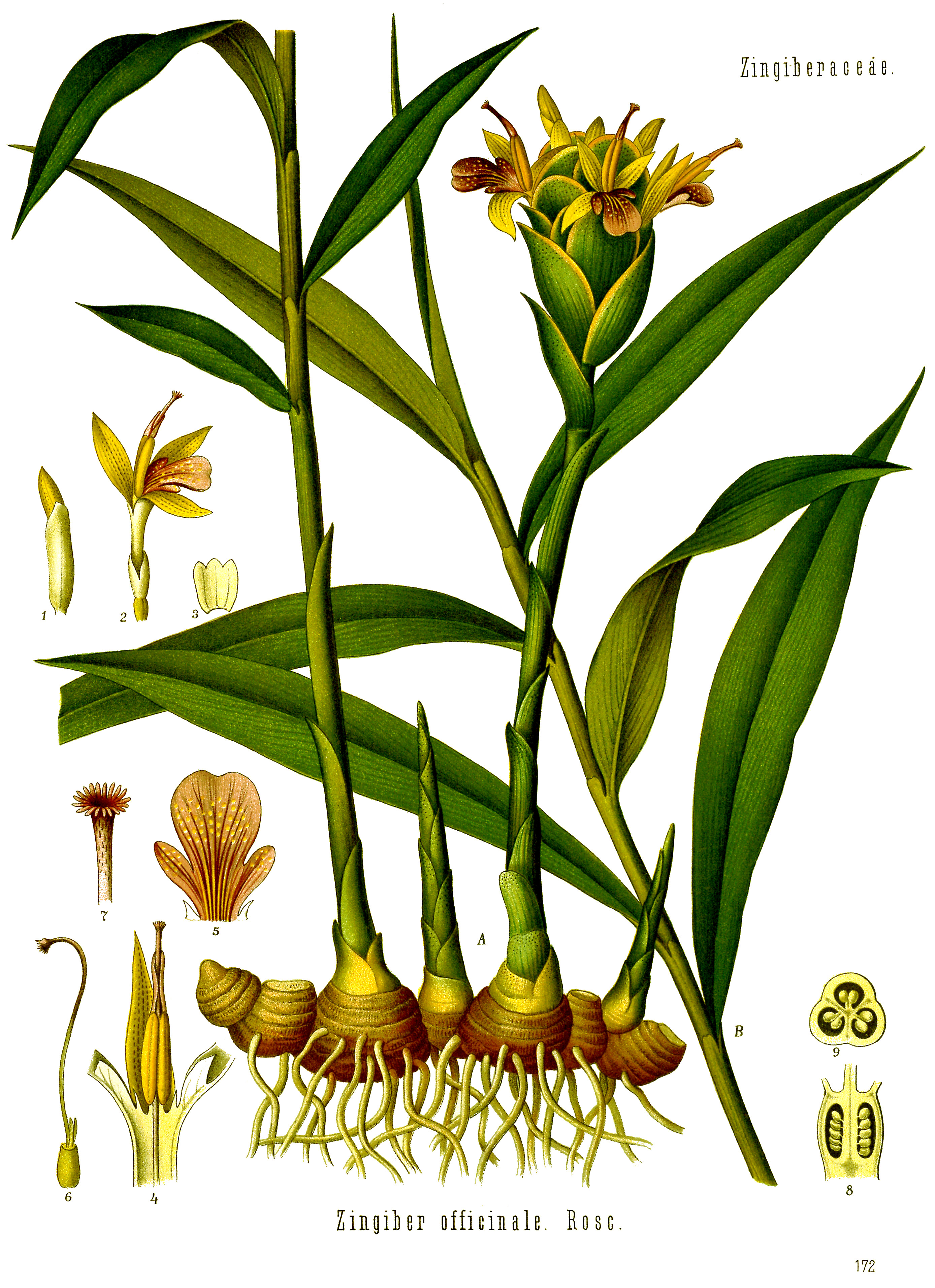 Zencefil