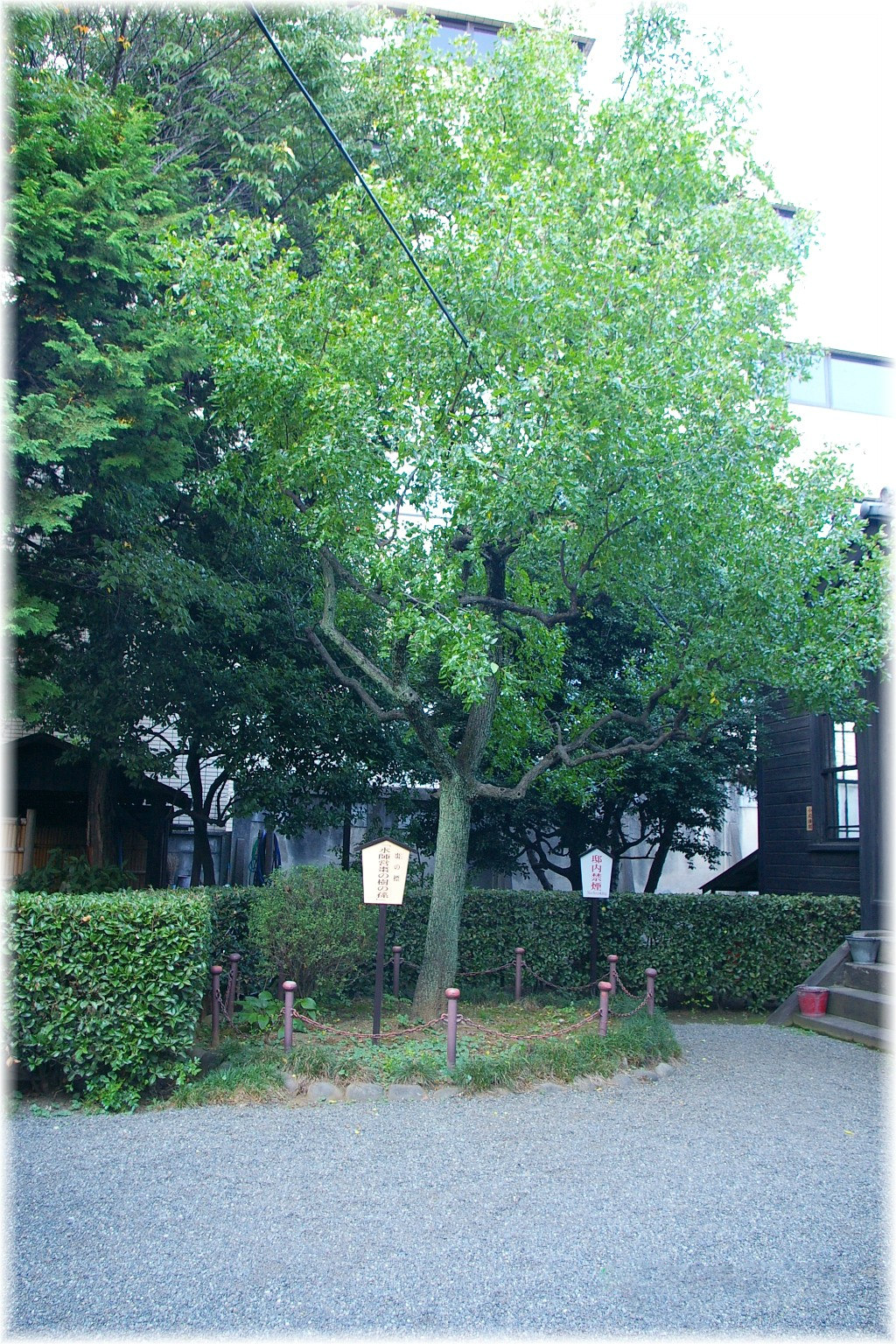 Da-Zao