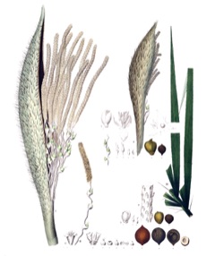 Awarra Palmiyesi