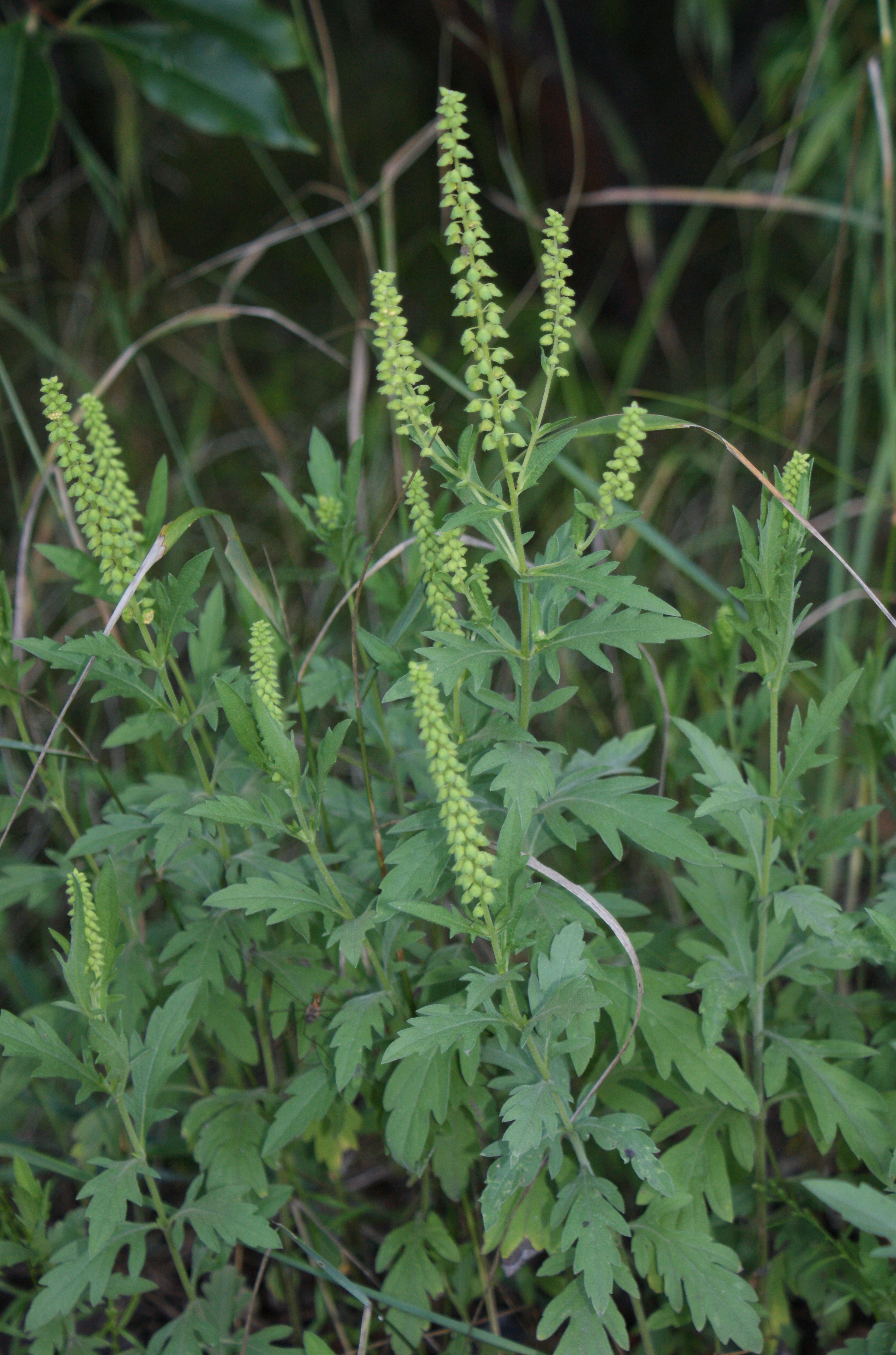 Hispida Ambrozya