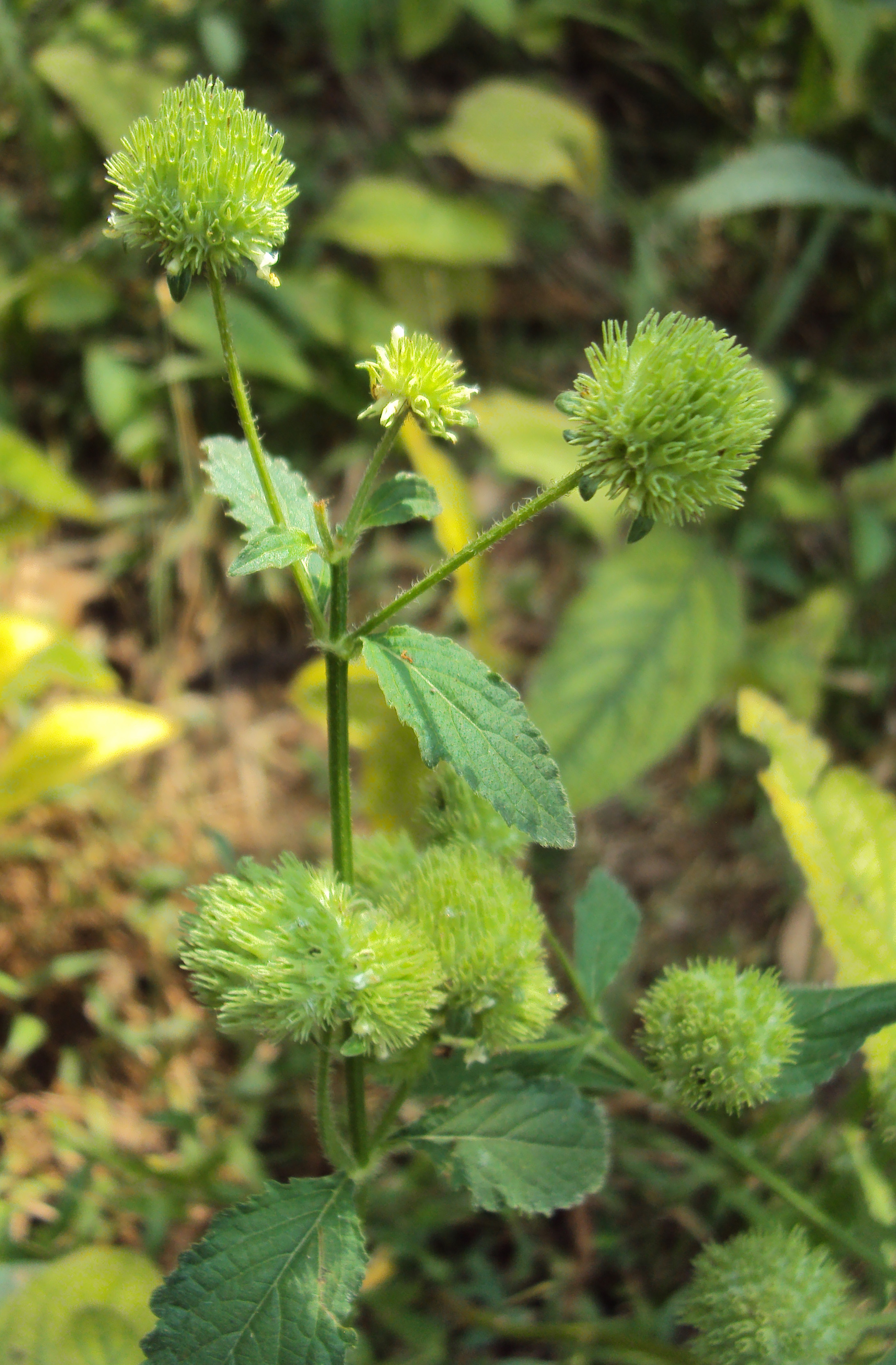 Knobweed