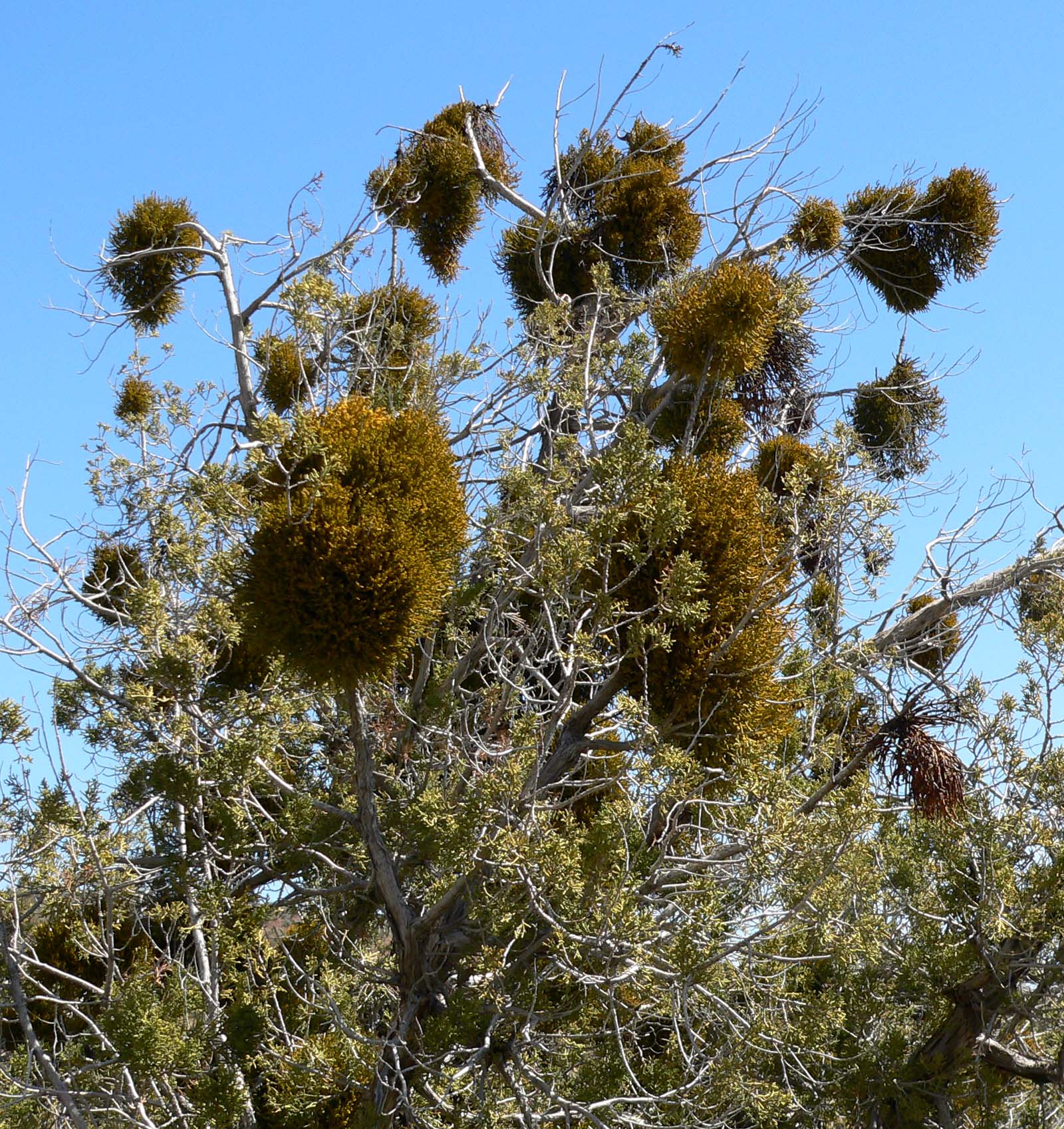 Phoradendron