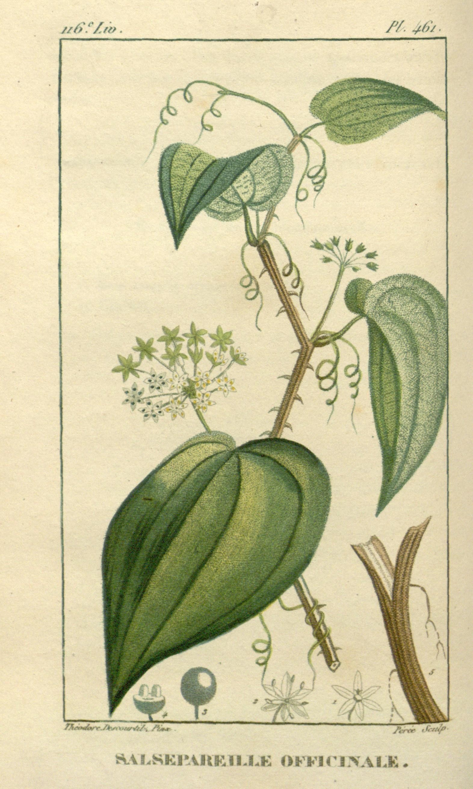 Saparna (Sarsaparilla)