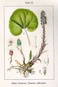 Avrupa Butterbur